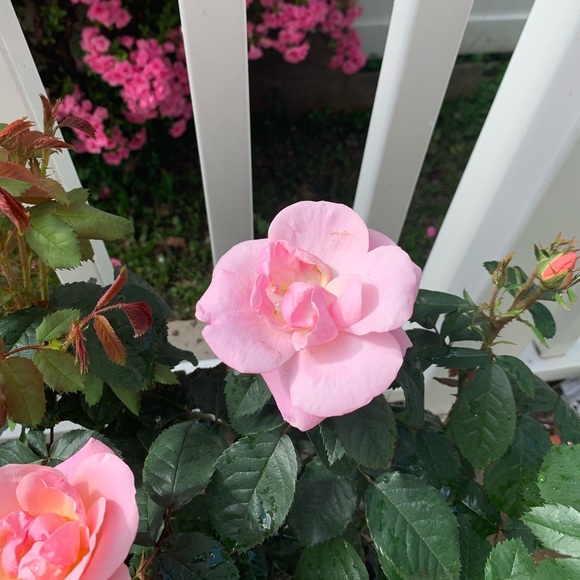 Meet your Posher, Angie - Picture 1 of 1